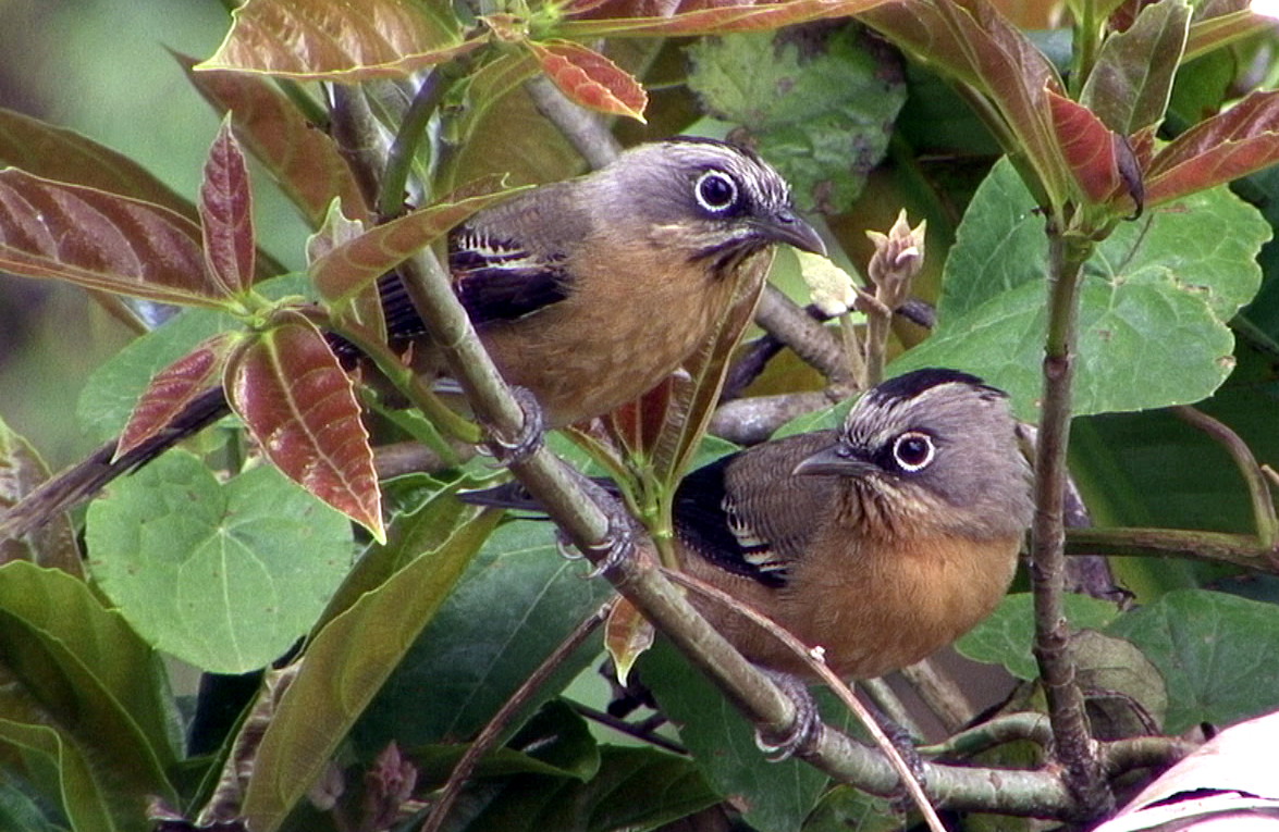 Pretty Black-crowned barwing