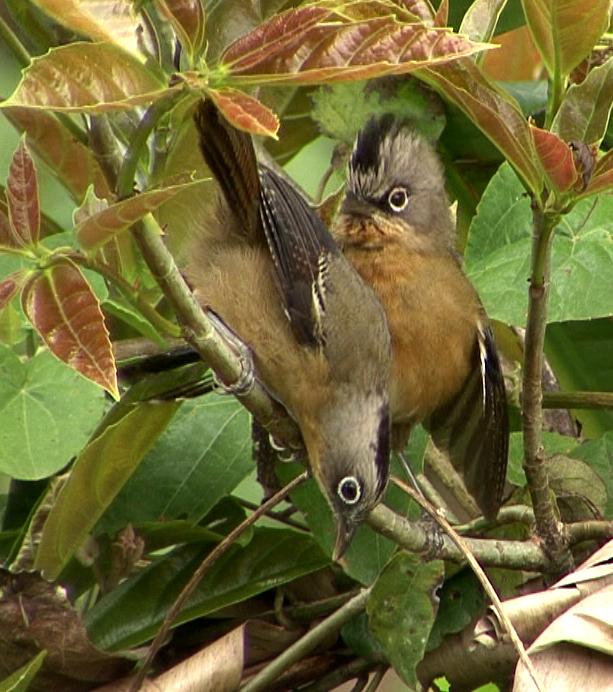 Pretty Black-crowned barwing