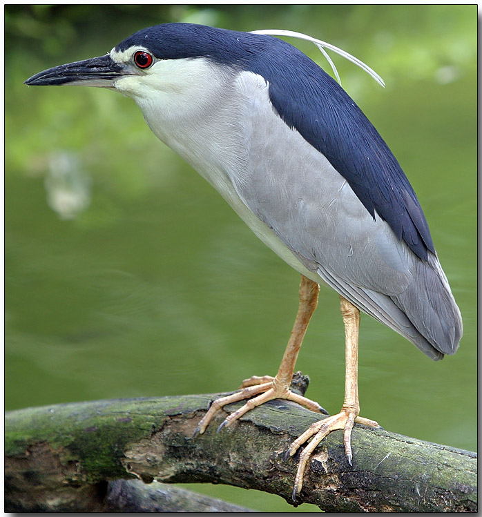 Pretty Black-crowned night heron