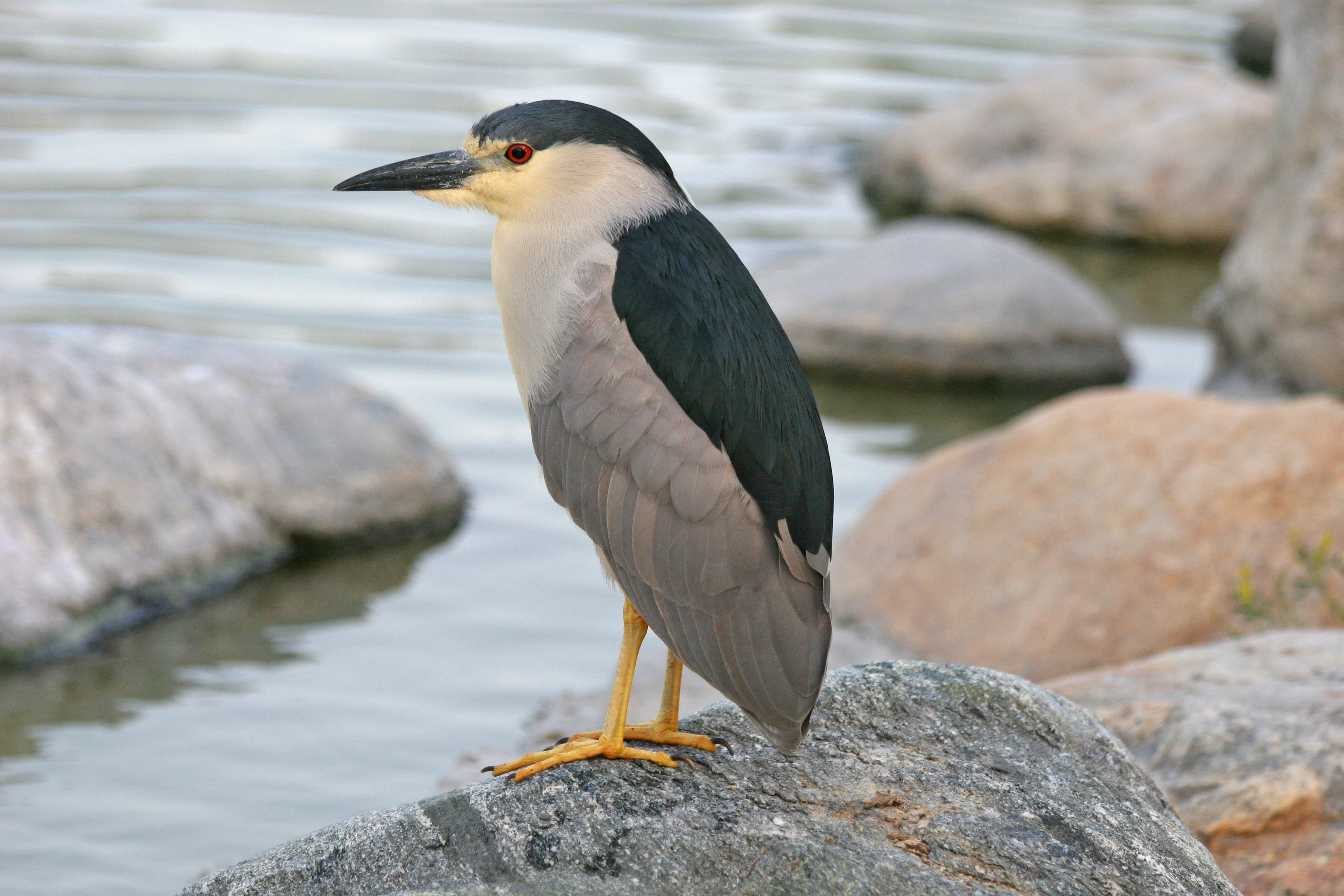 Pretty Black-crowned night heron