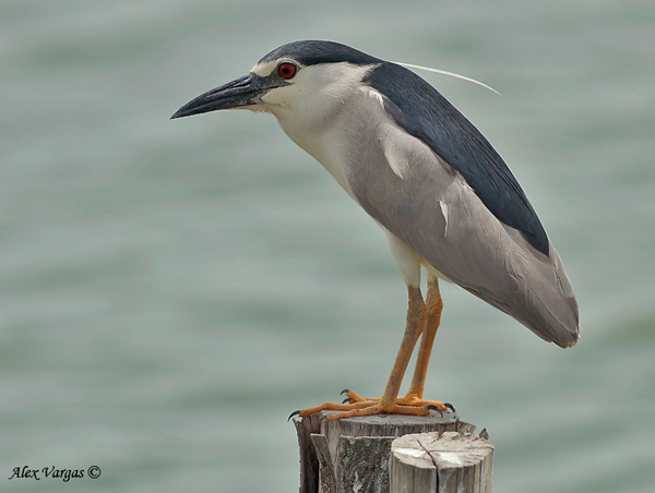Pretty Black-crowned night heron