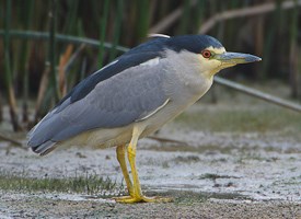 Pretty Black-crowned night heron
