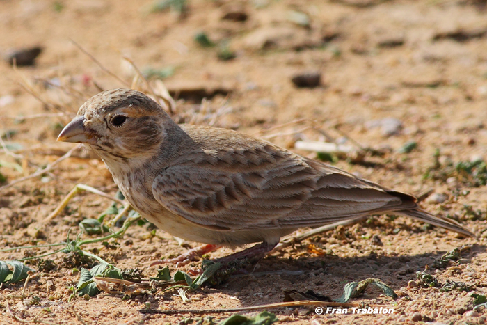 Pretty Black-crowned sparrow-lark