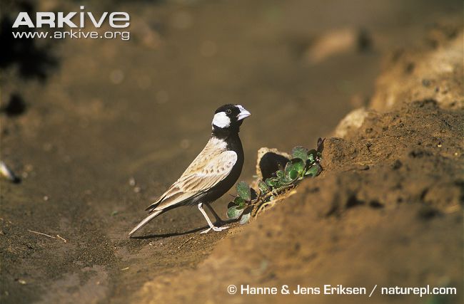 Pretty Black-crowned sparrow-lark