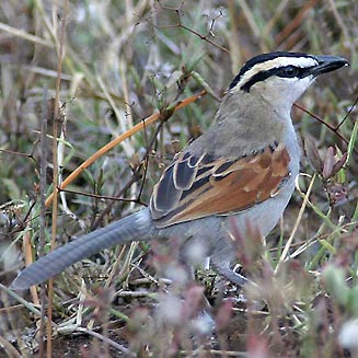 Black-crowned tchagra