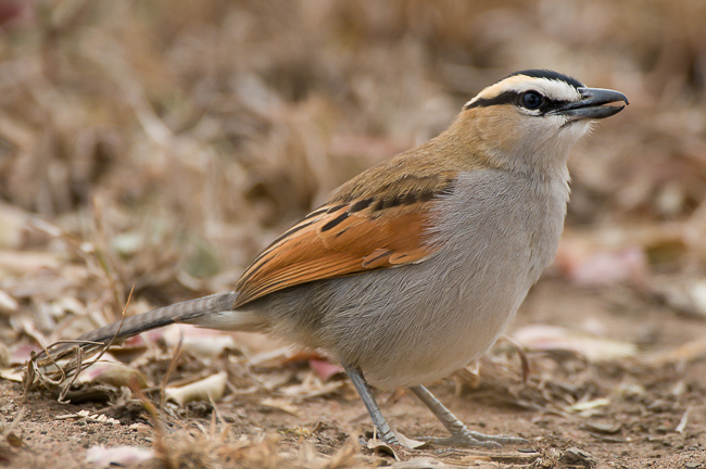 Pretty Black-crowned tchagra
