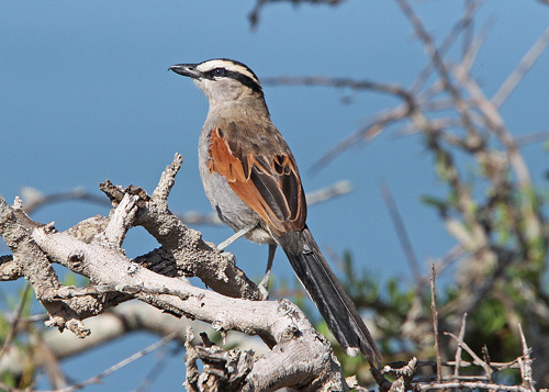 Pretty Black-crowned tchagra