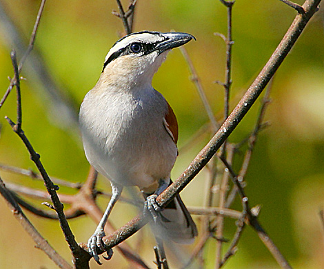 Pretty Black-crowned tchagra