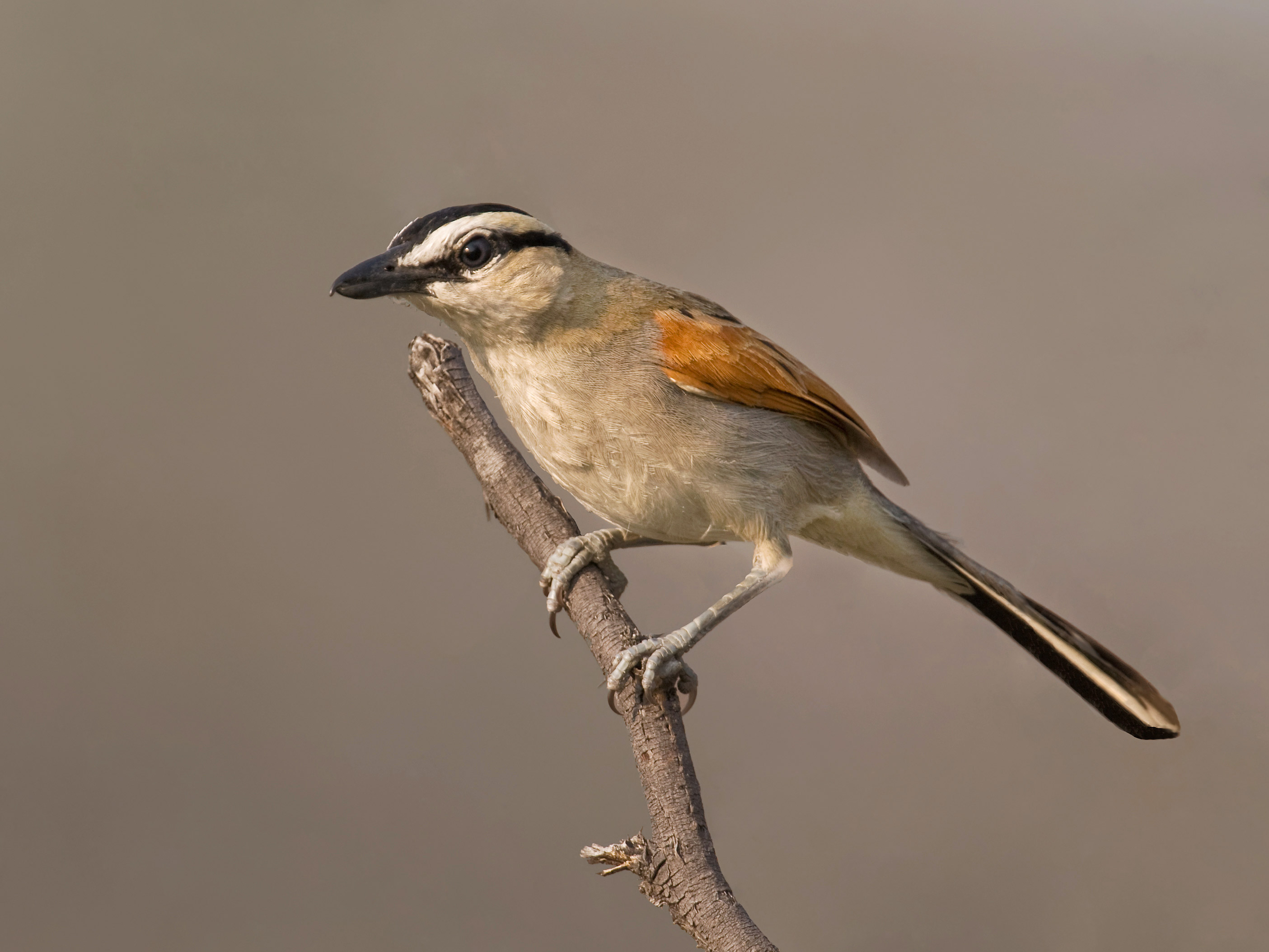 Pretty Black-crowned tchagra
