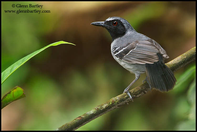 Pretty Black-faced antbird