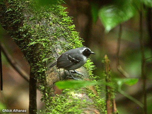 Pretty Black-faced antbird