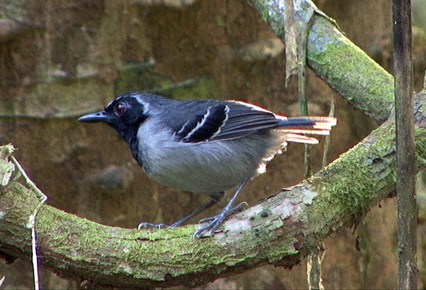 Pretty Black-faced antbird