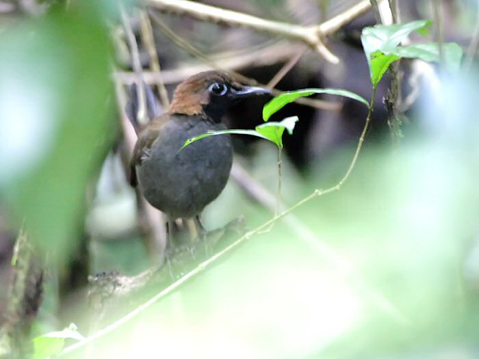 Black-faced antthrush