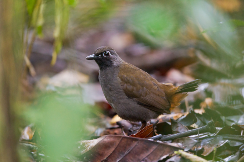 Pretty Black-faced antthrush