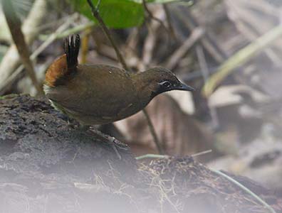 Pretty Black-faced antthrush