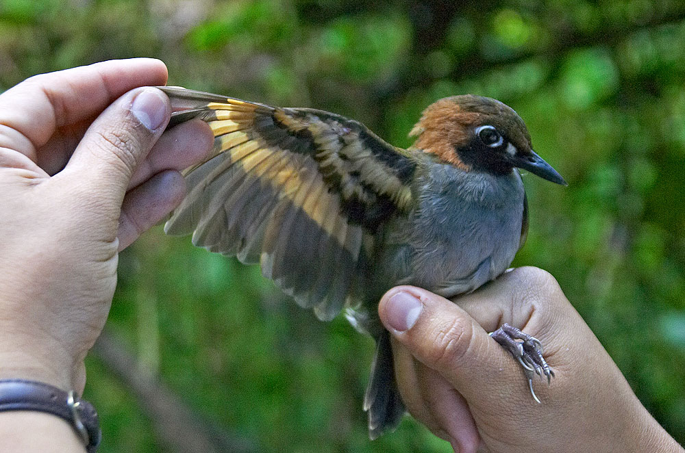Pretty Black-faced antthrush