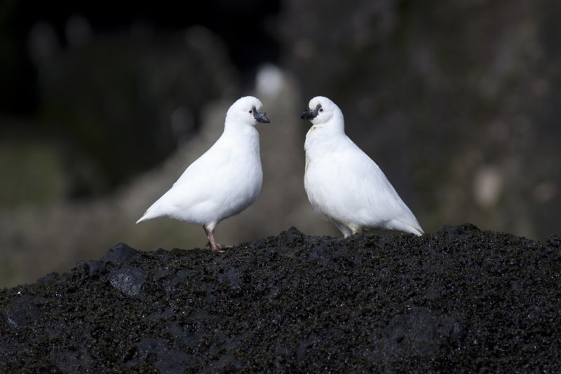 Black-faced sheathbill