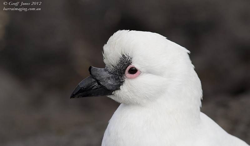 Pretty Black-faced sheathbill