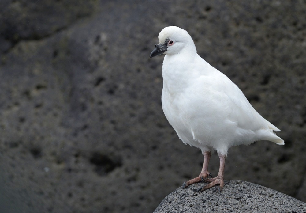 Pretty Black-faced sheathbill