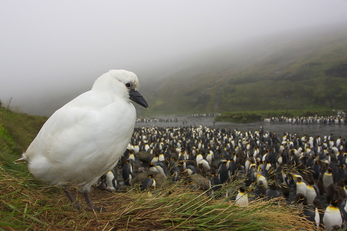 Pretty Black-faced sheathbill