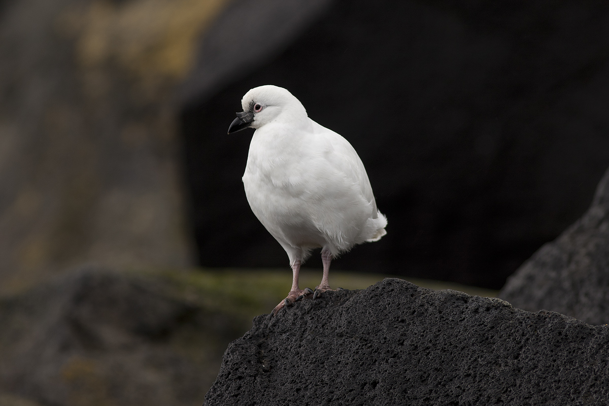 Pretty Black-faced sheathbill