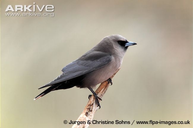 Pretty Black-faced woodswallow