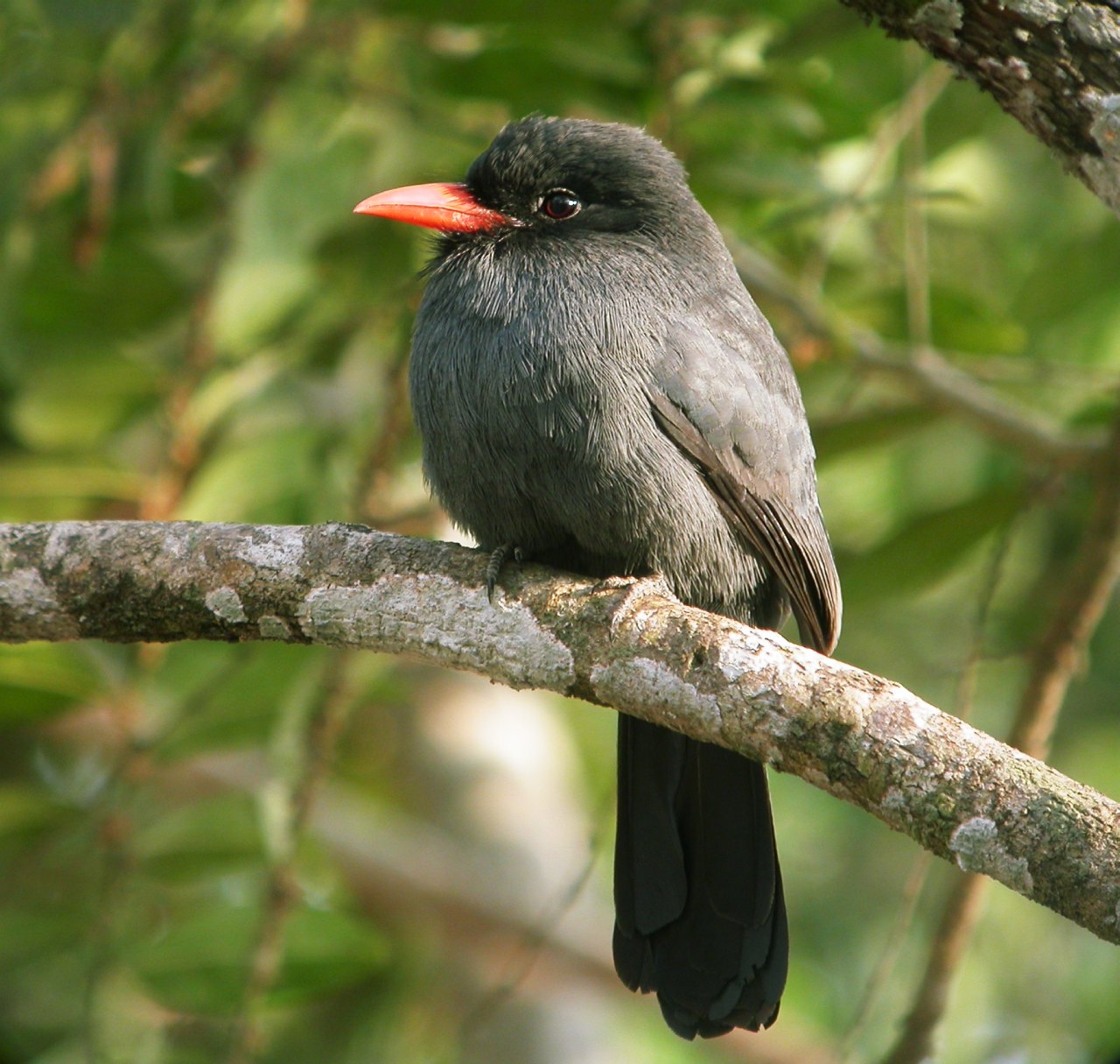 Black-fronted nunbird