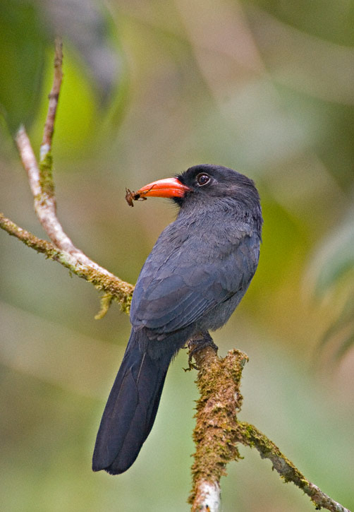 Pretty Black-fronted nunbird