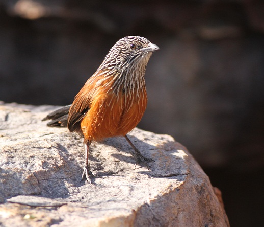 Black grasswren