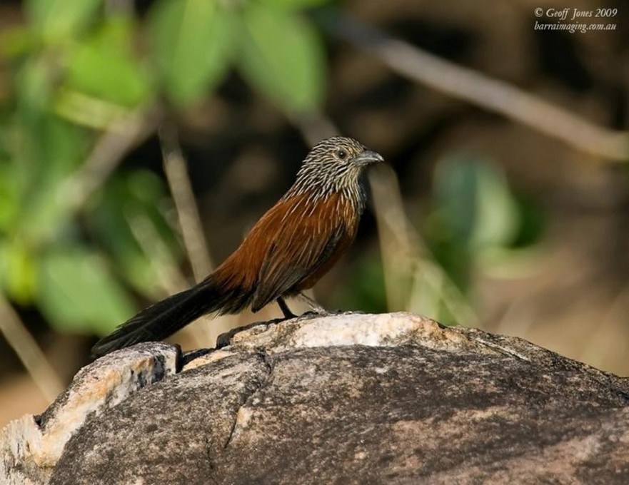 Pretty Black grasswren