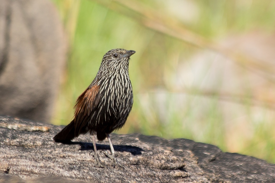 Pretty Black grasswren