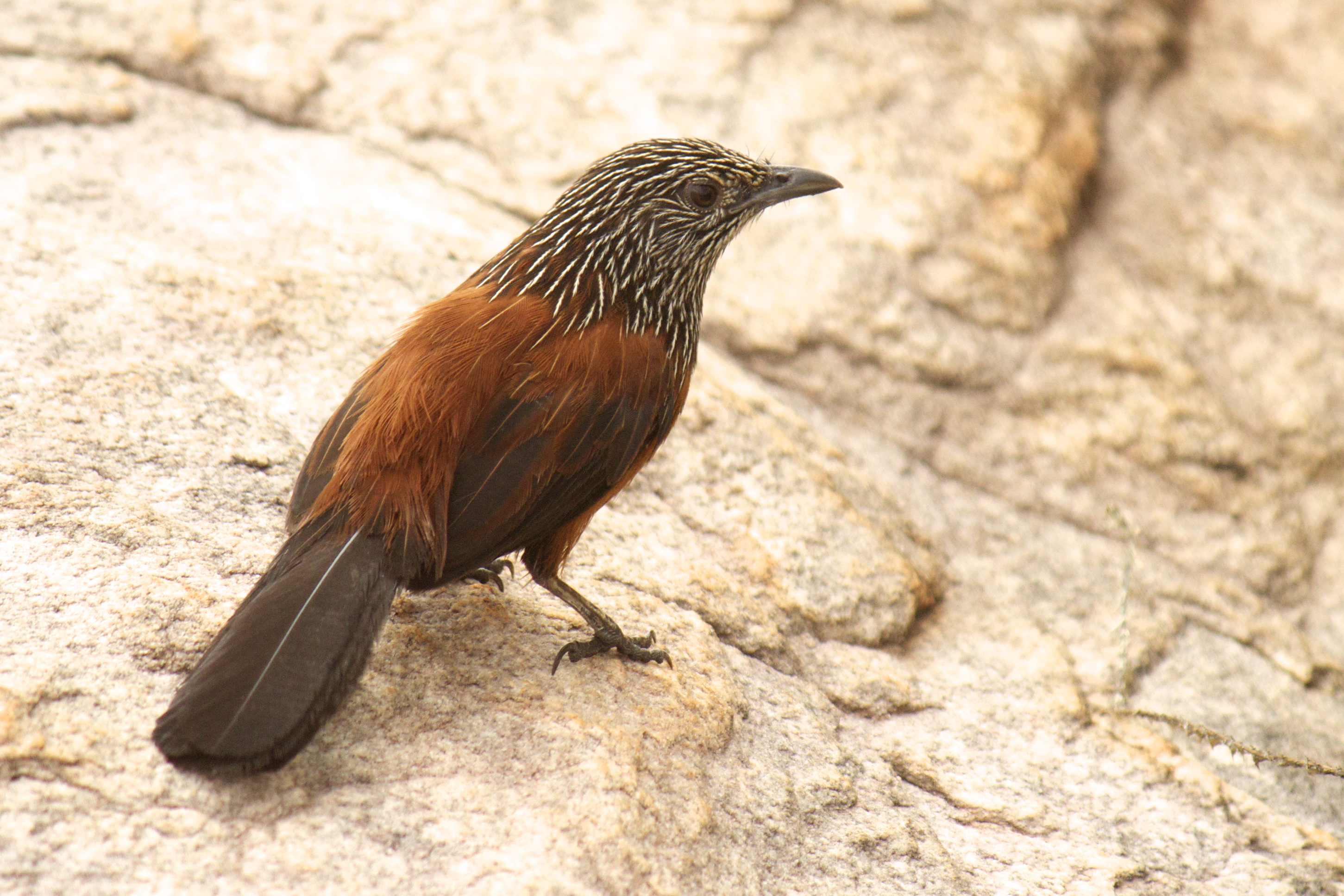 Pretty Black grasswren
