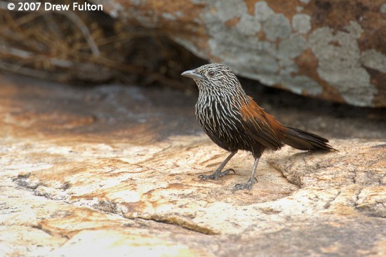 Pretty Black grasswren