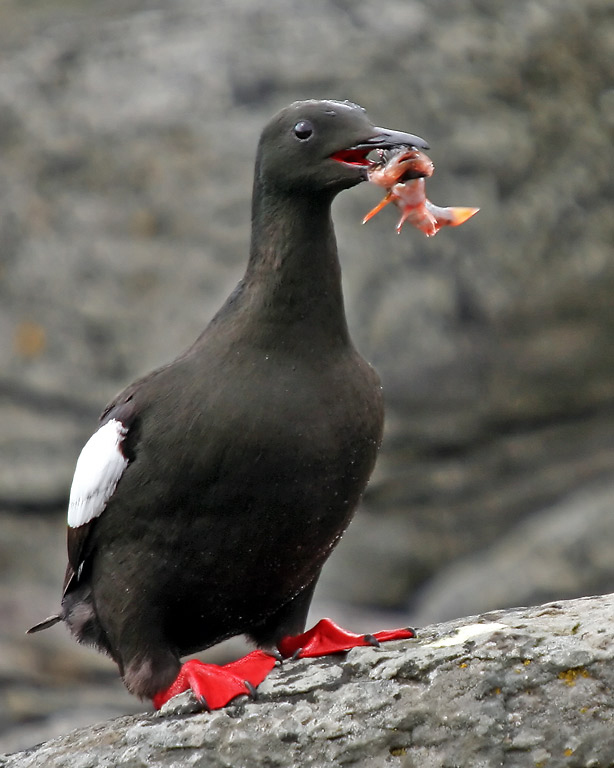 Black guillemot