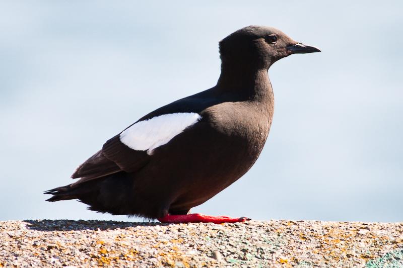 Pretty Black guillemot