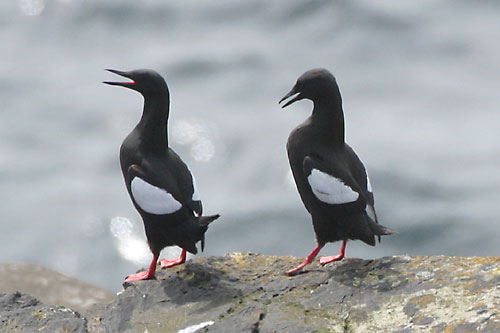 Pretty Black guillemot