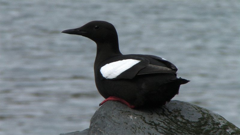 Pretty Black guillemot