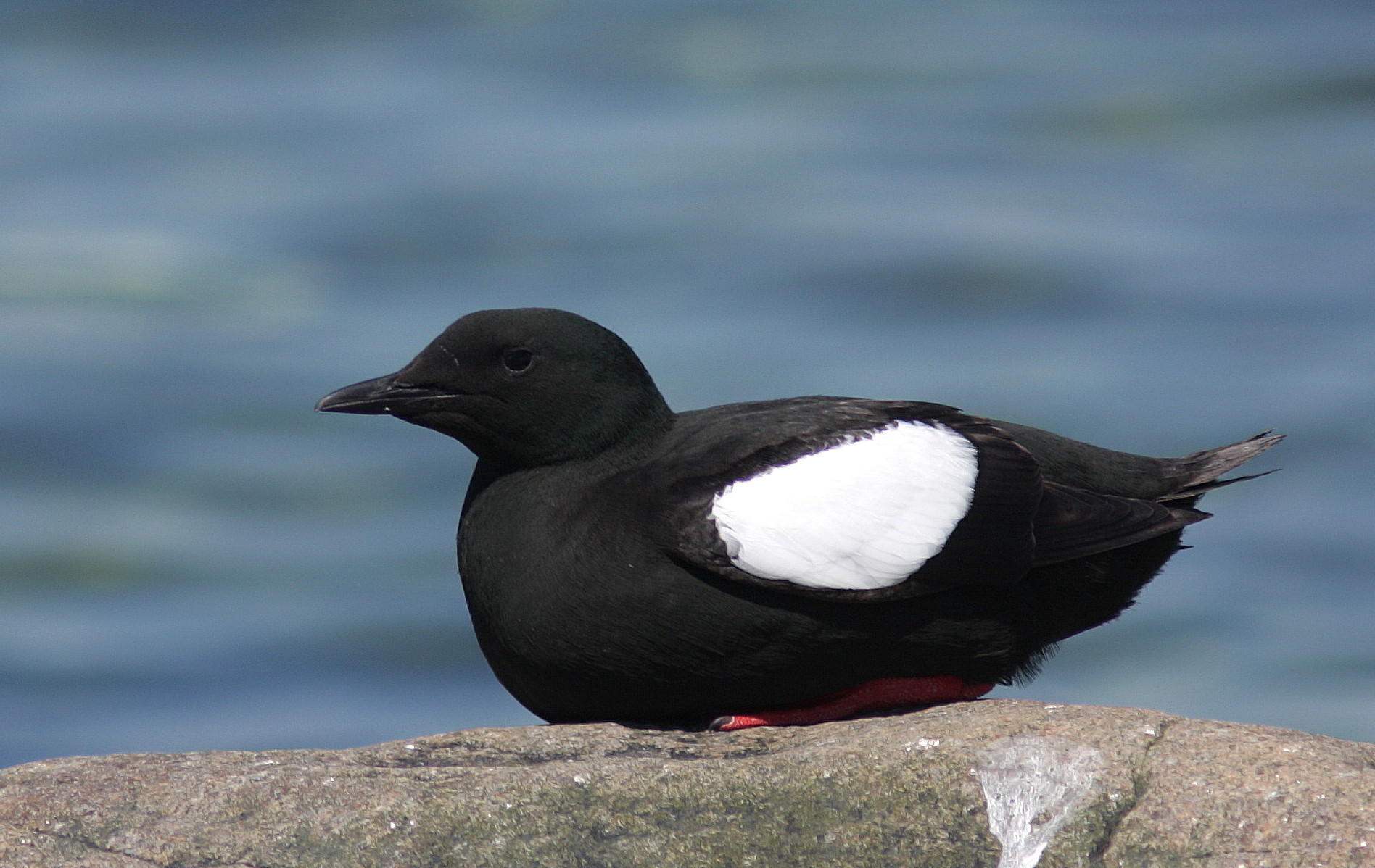 Pretty Black guillemot