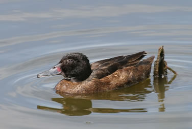 Black-headed duck