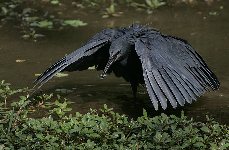 Black heron