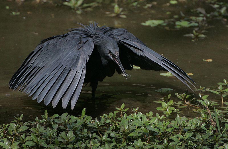 Pretty Black heron