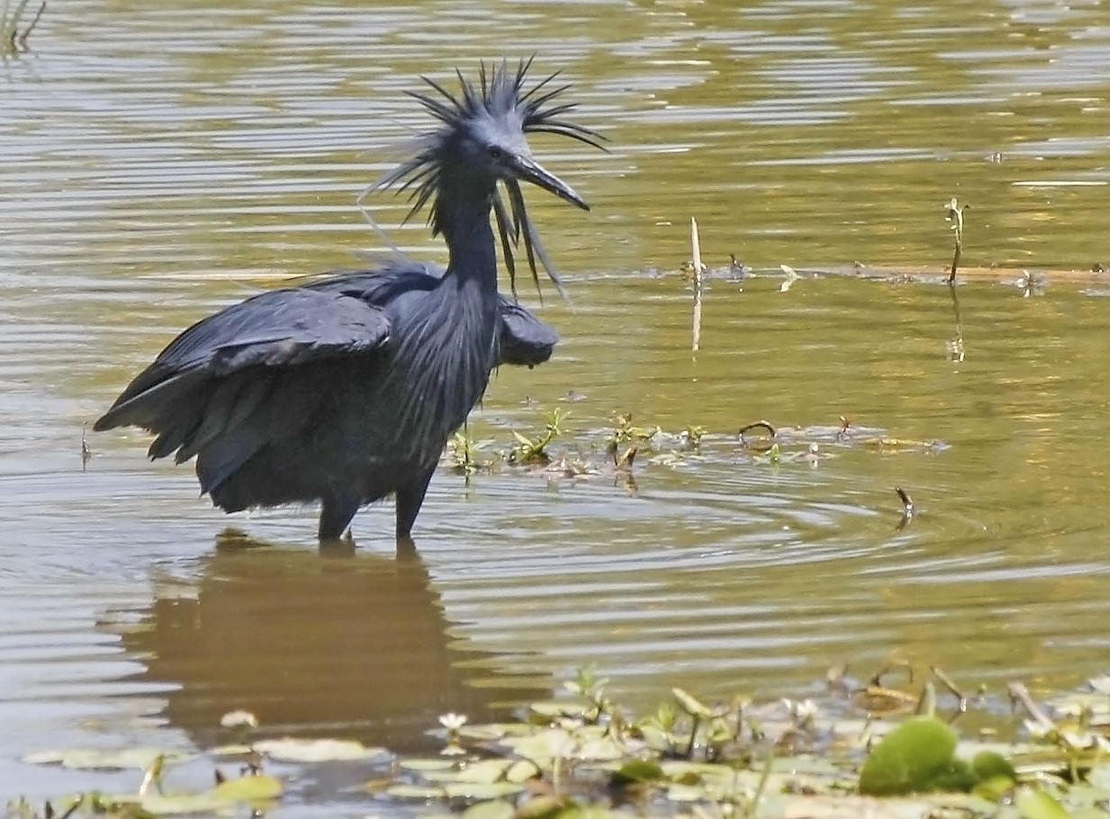 Pretty Black heron