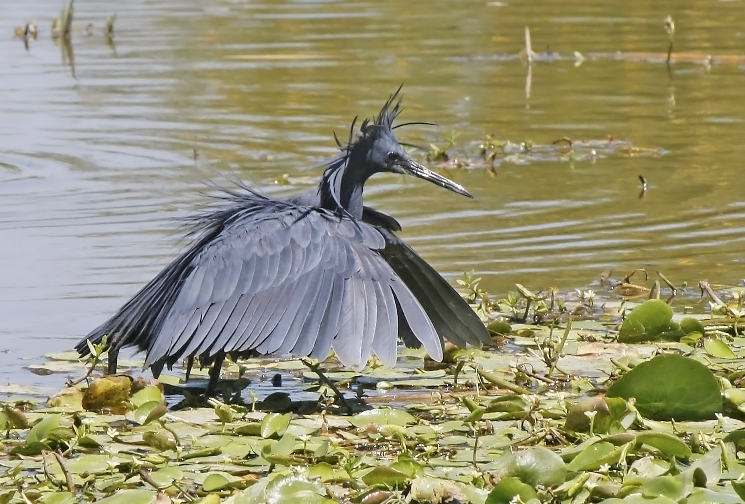 Pretty Black heron