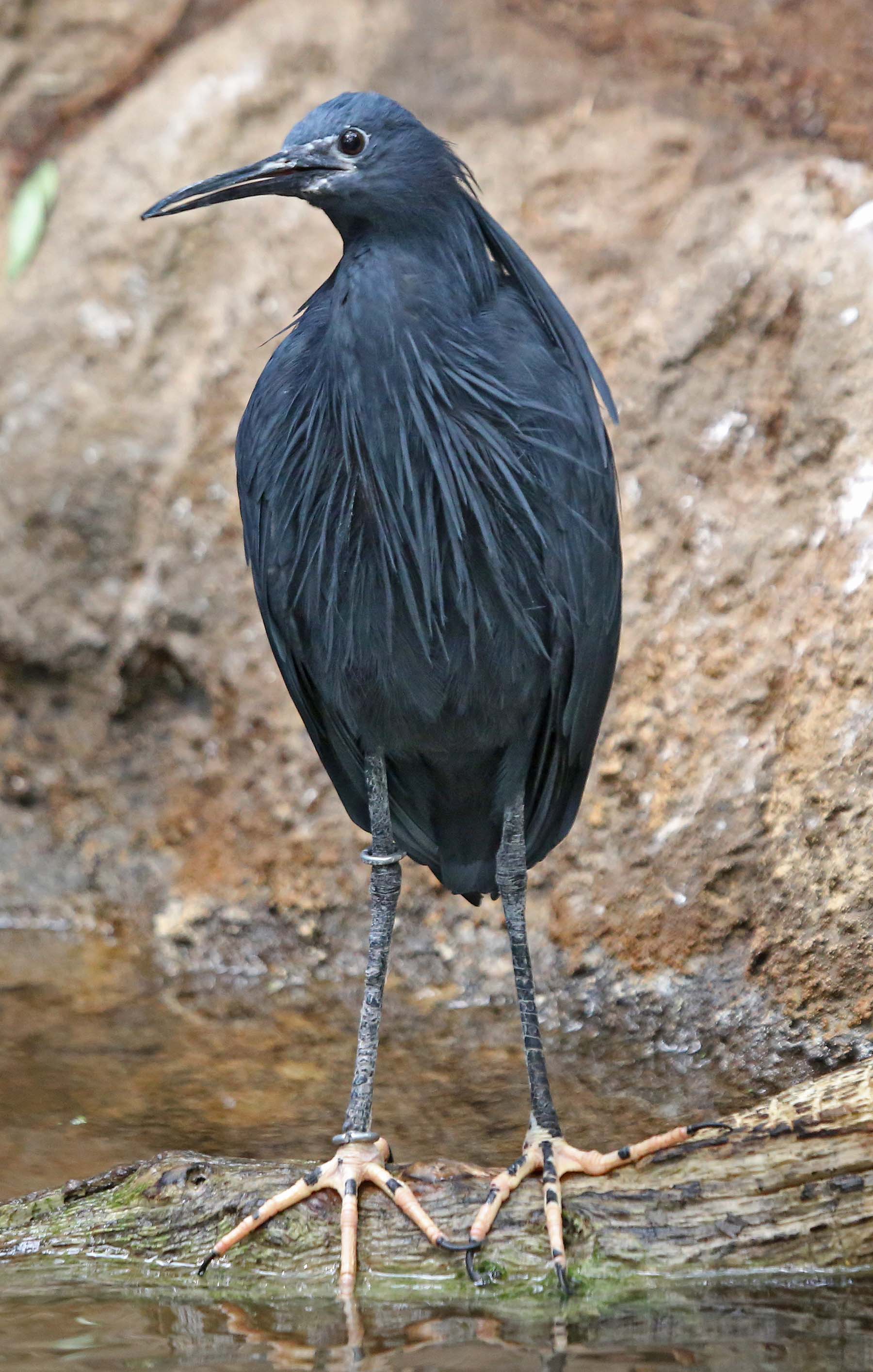 Pretty Black heron