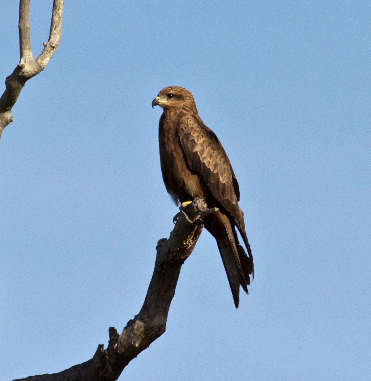 Black kite