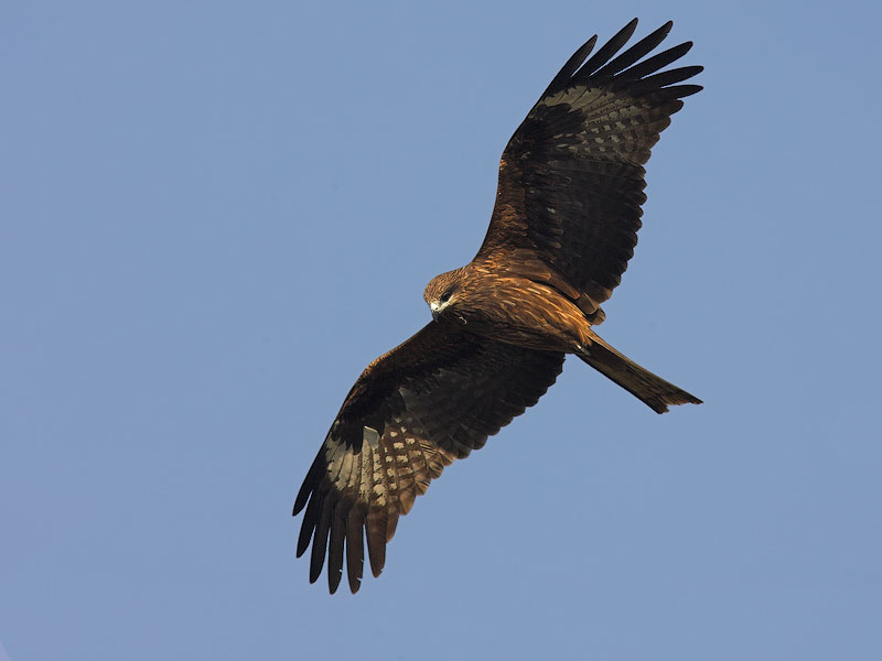 Pretty Black kite