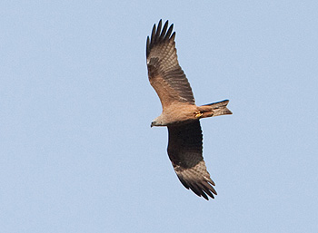 Pretty Black kite