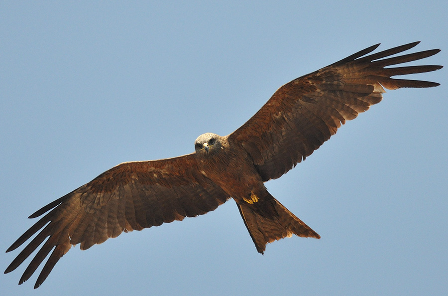 Pretty Black kite