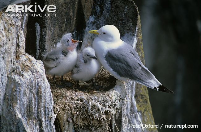 Pretty Black-legged kittiwake