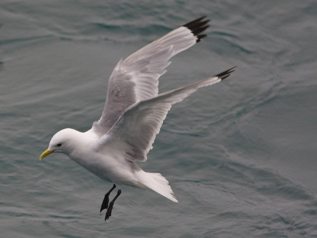 Pretty Black-legged kittiwake
